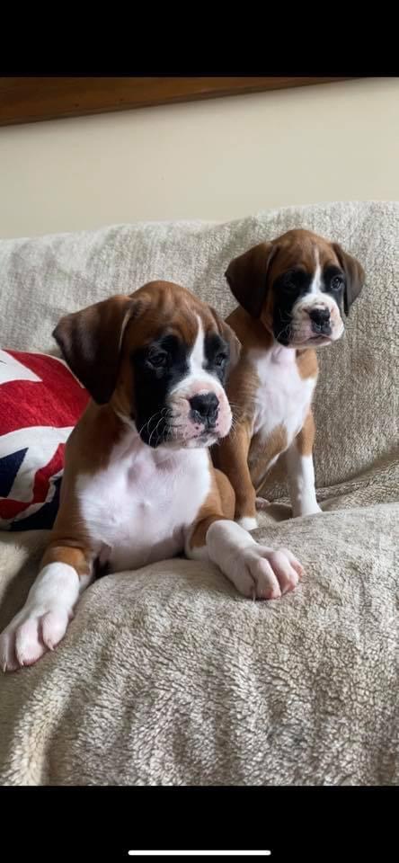 Boxers - Puppy Choices
