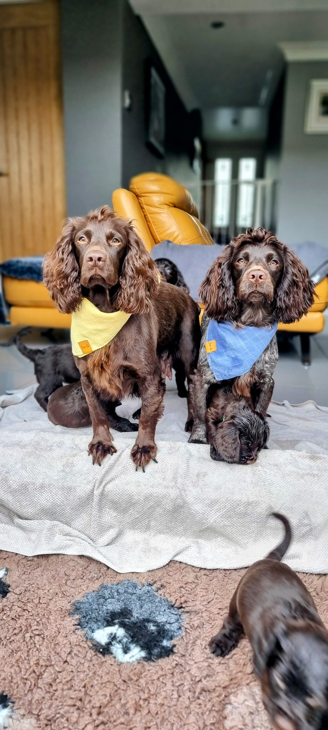 Banksmarsh Cocker Spaniels - Puppy Choices