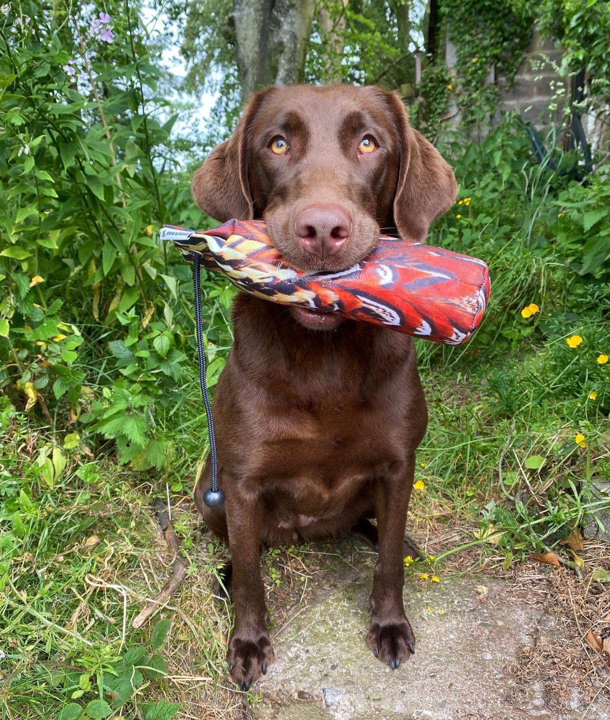 Sykehead Labrador Retrievers - Puppy Choices