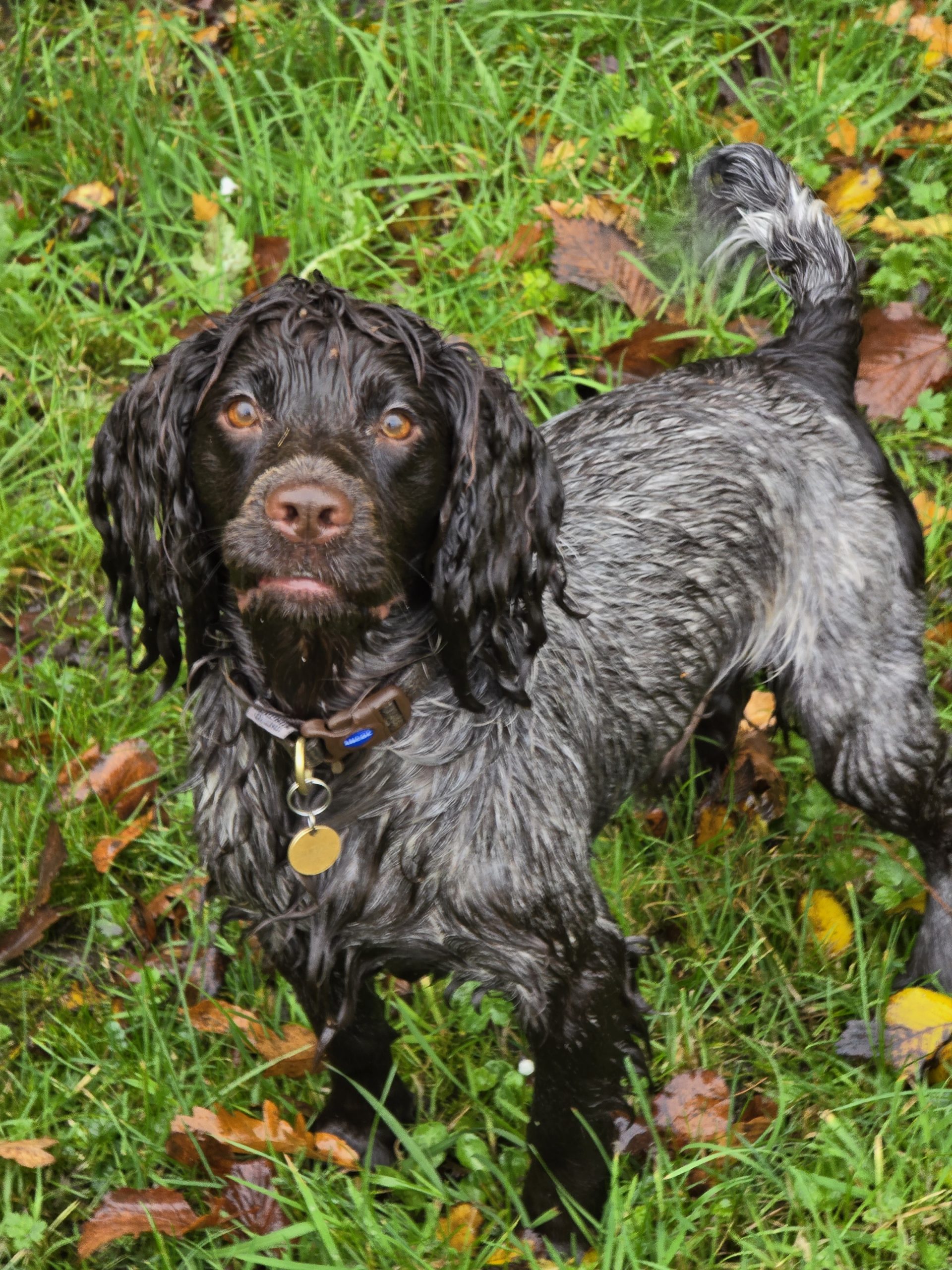 Banksmarsh Cocker Spaniels - Puppy Choices