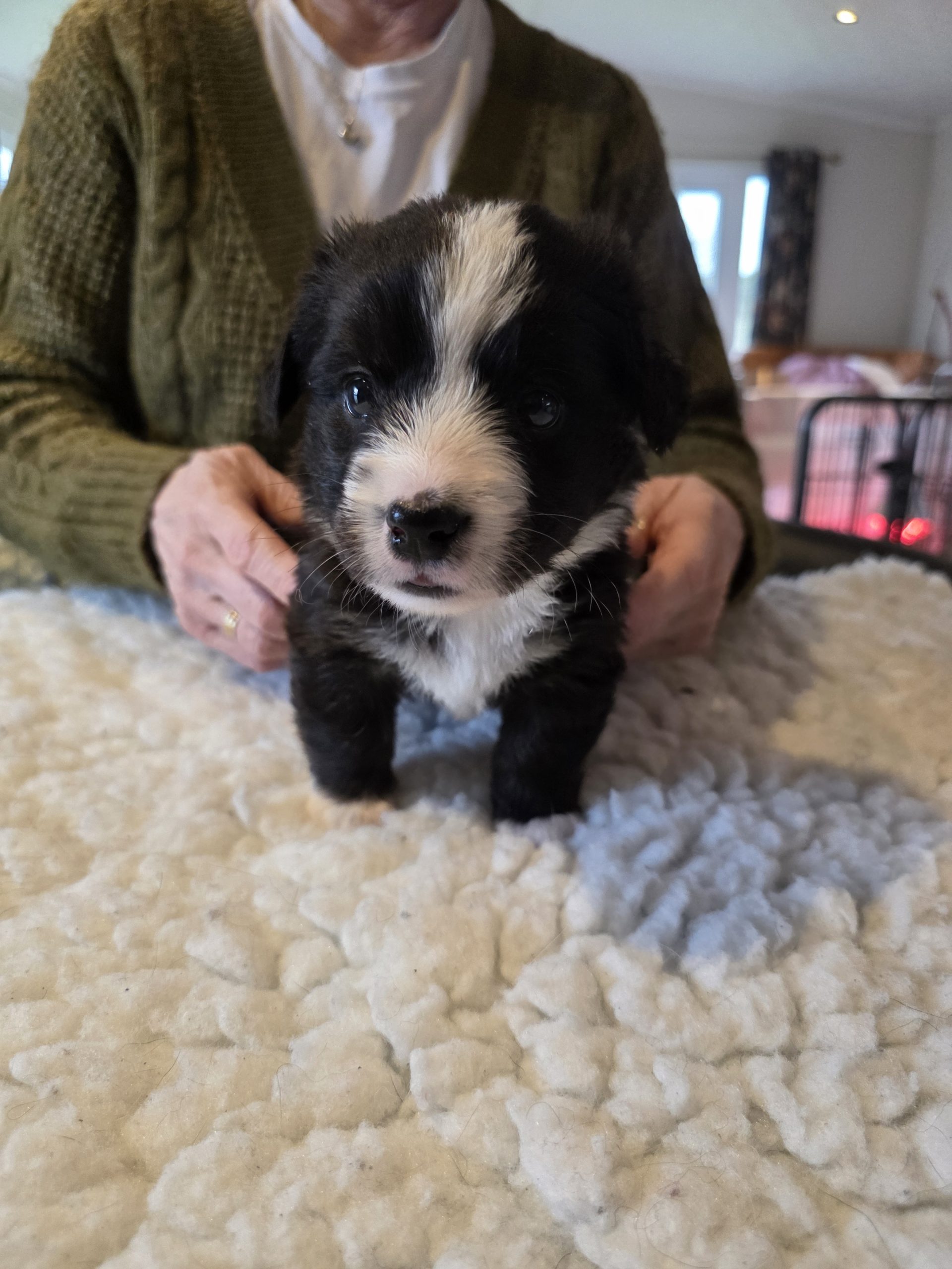 welsh corgi cardigan puppies for sale