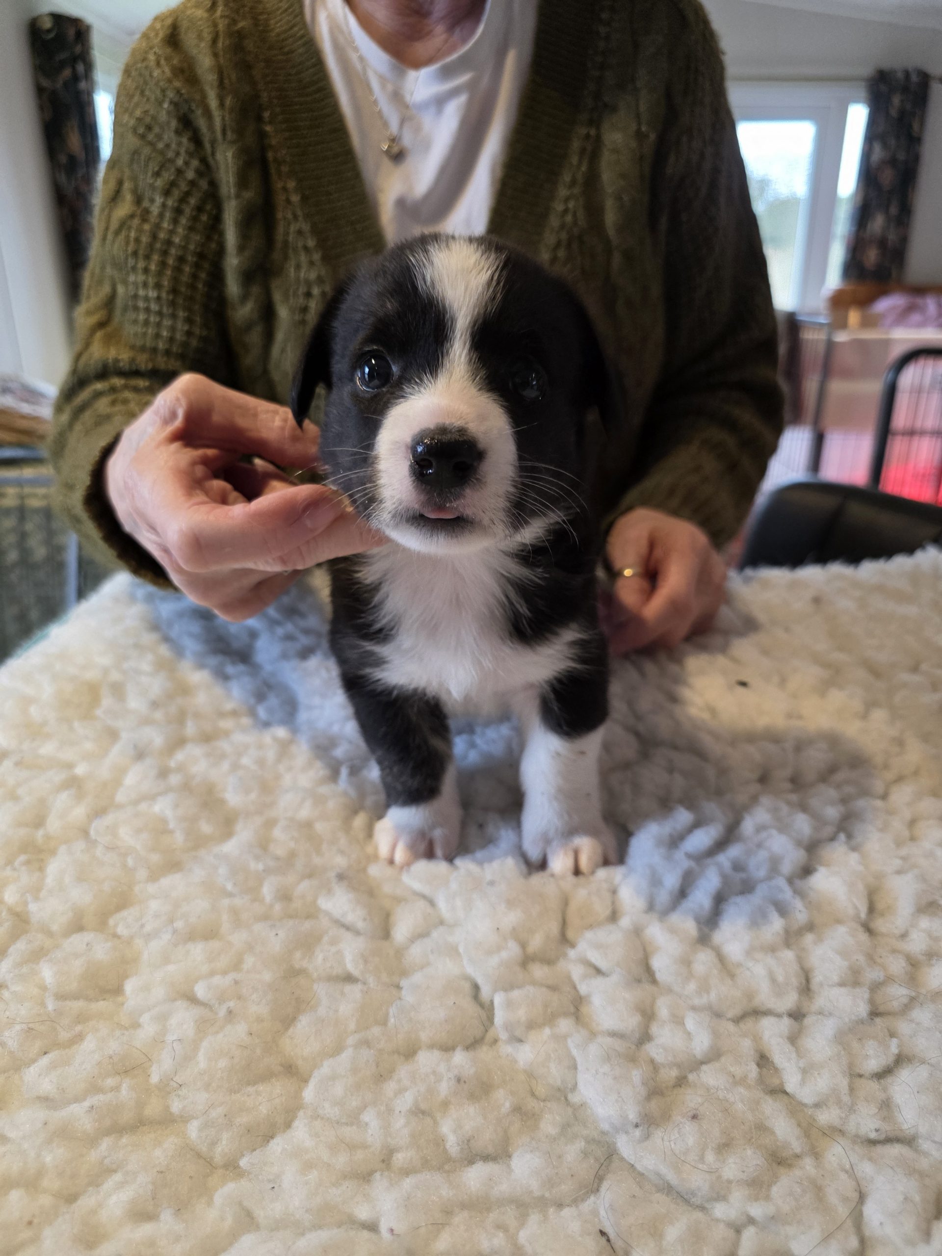welsh corgi cardigan puppies for sale
