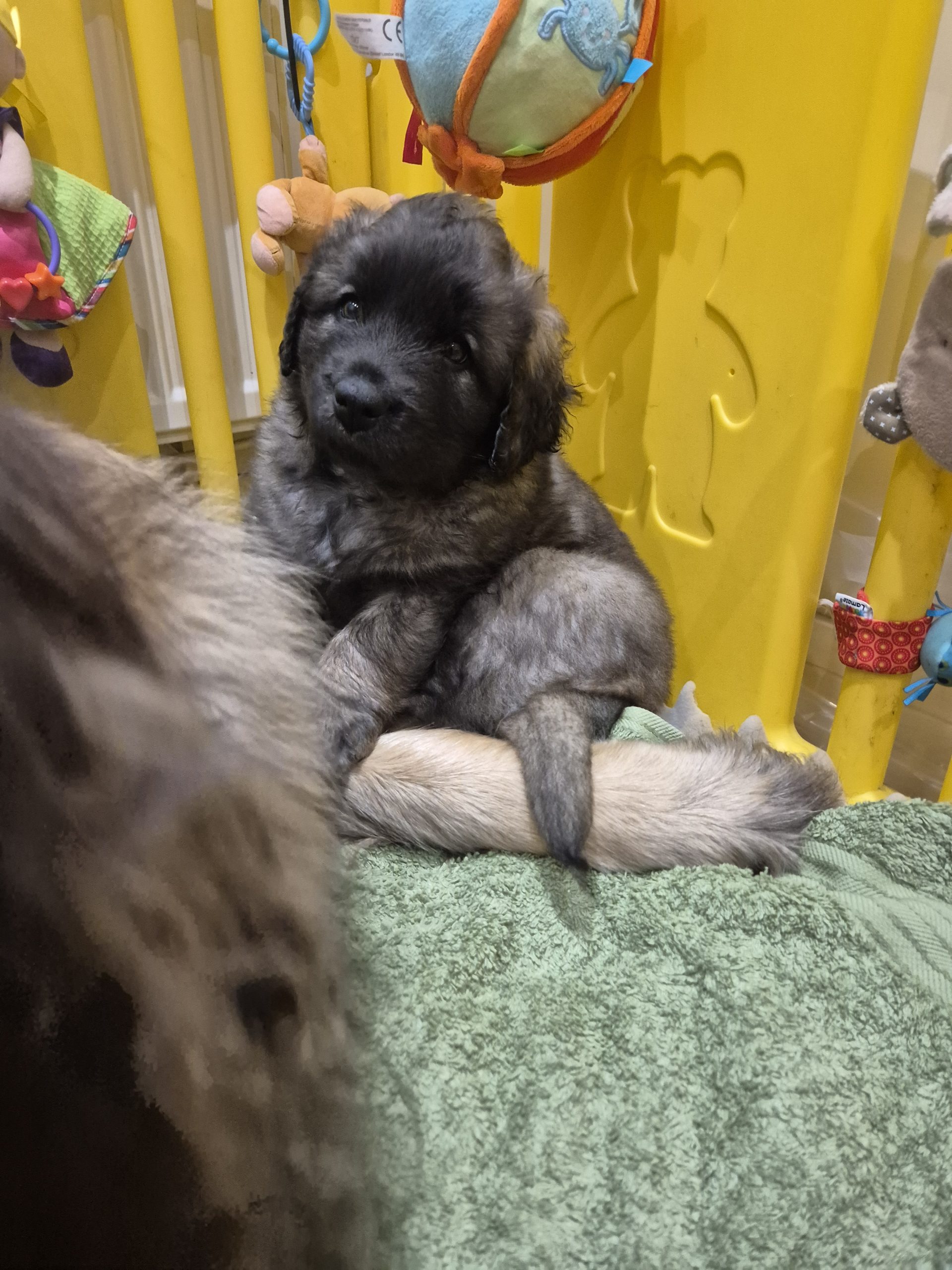 Leonberger puppies for sale