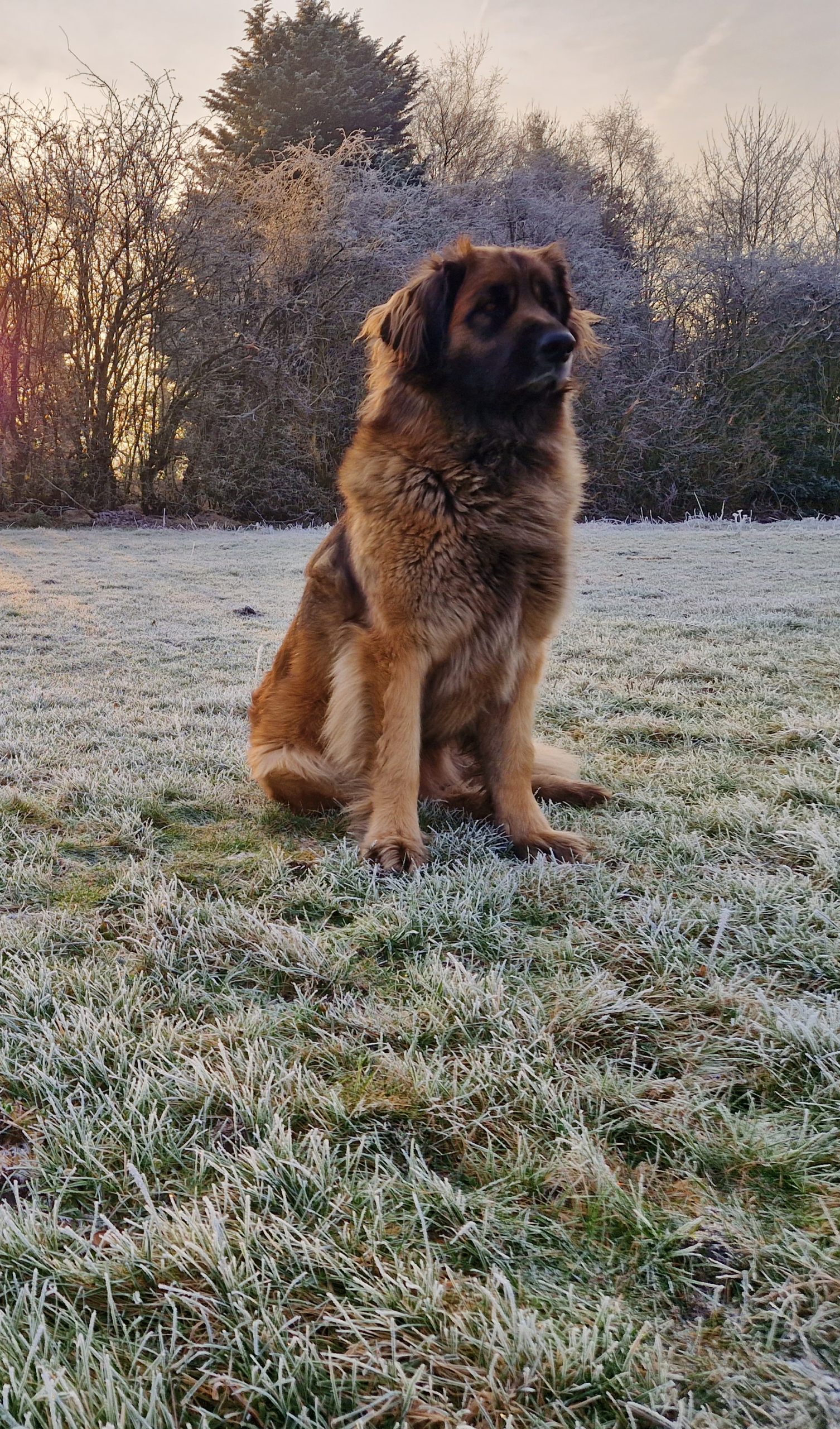 Leonberger mum of puppies for sale