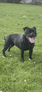 staffordshire bull terrier mum of puppies