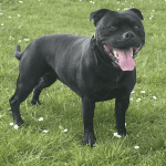 staffordshire bull terrier mum of puppies