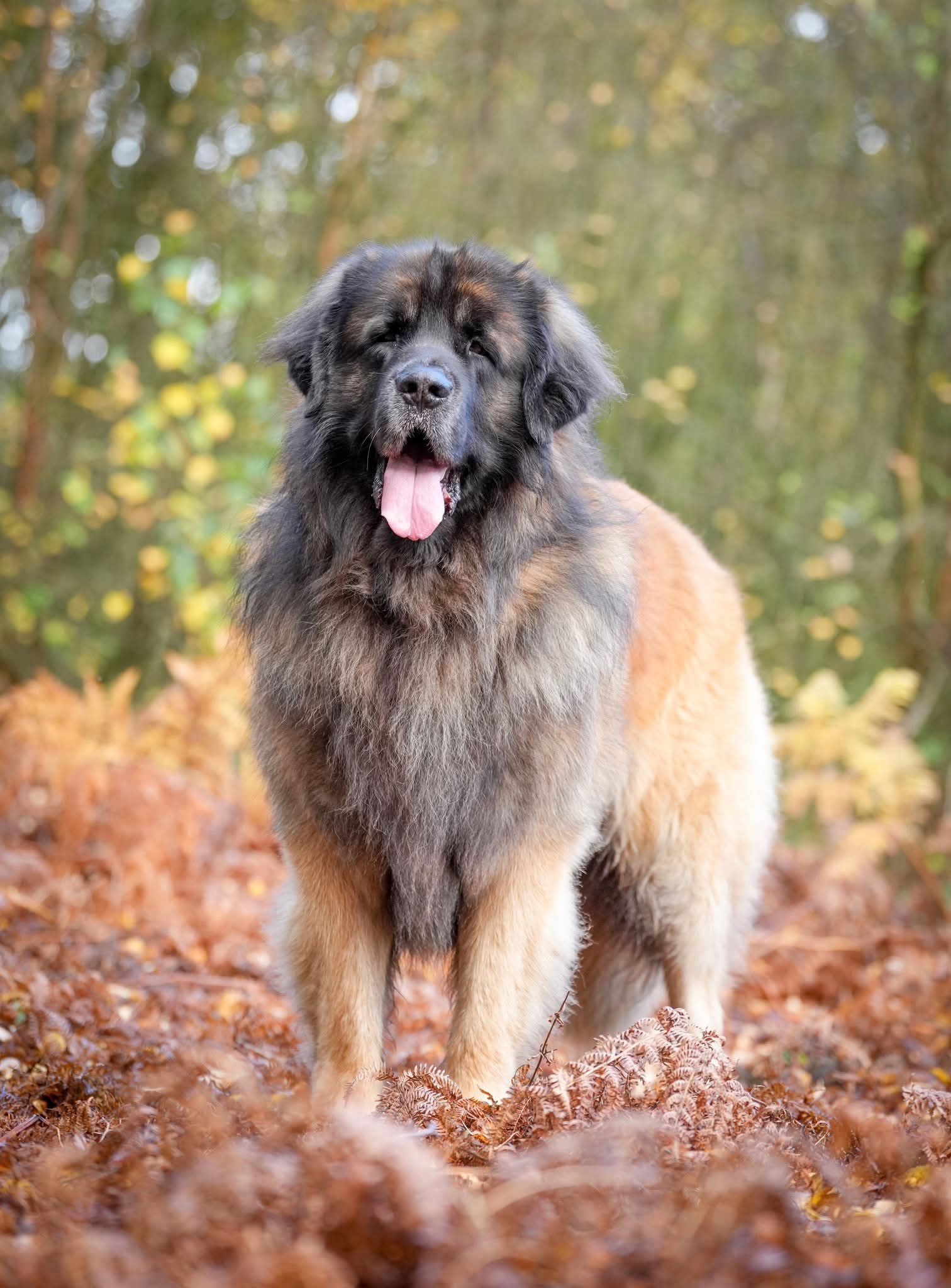 Leonberger dad of puppies for sale