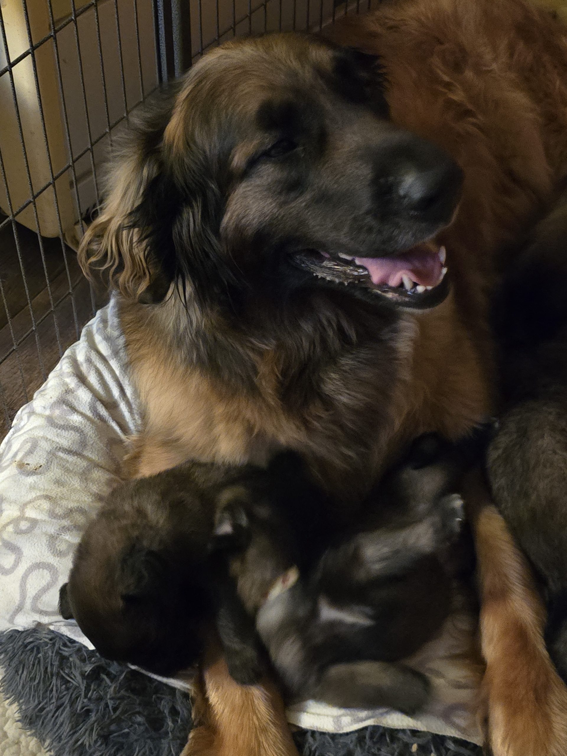 Leonberger mum of puppies for sale