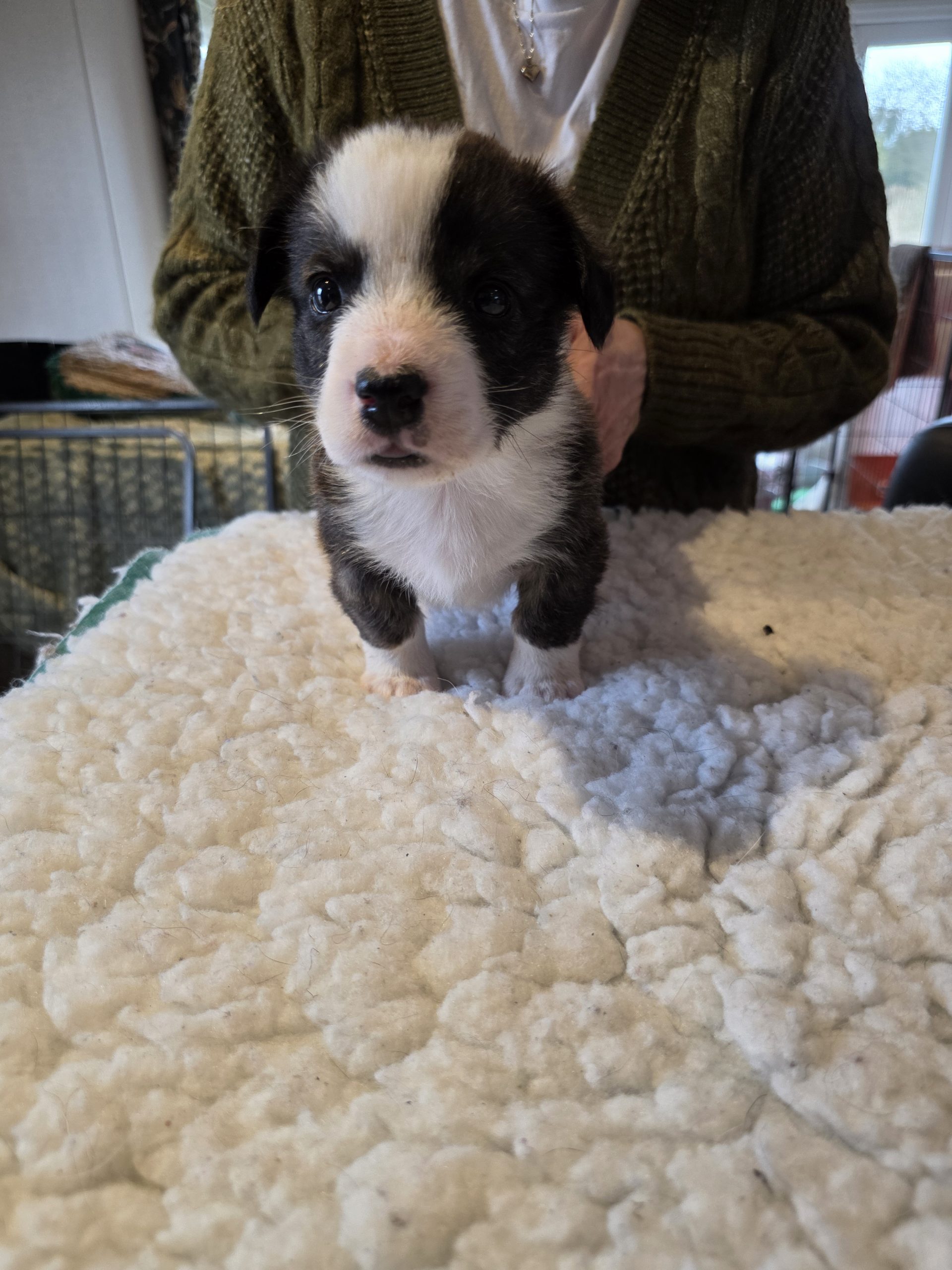 welsh corgi cardigan puppies for sale