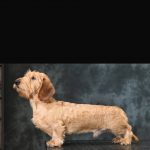 miniature wire haired dachshund dad of puppies