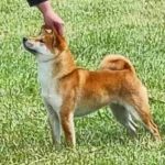 japanese shiba inu mum of puppies