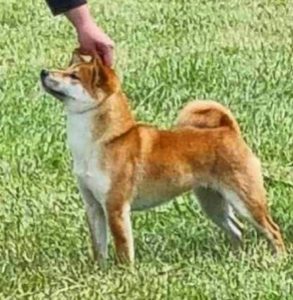 japanese shiba inu mum of puppies