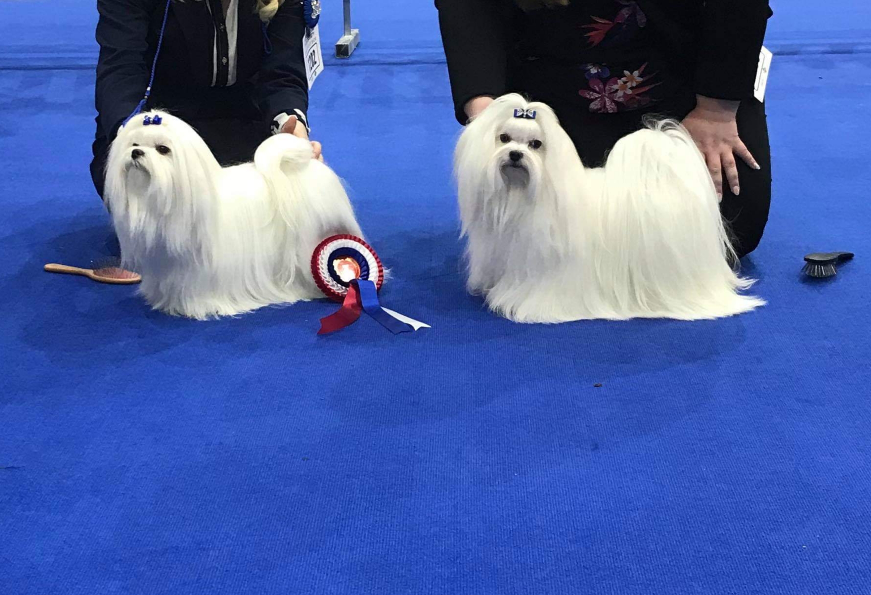 Dad of  puppies
