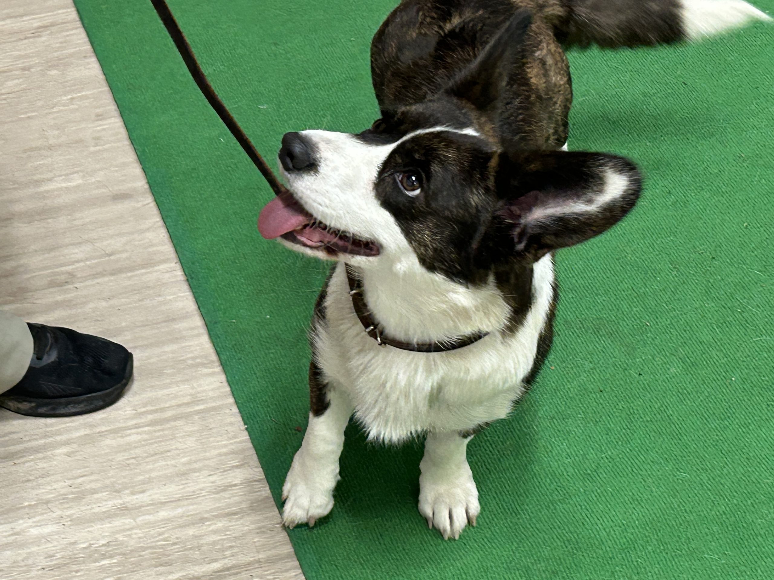 Cardigan Corgi mum of puppies for sale