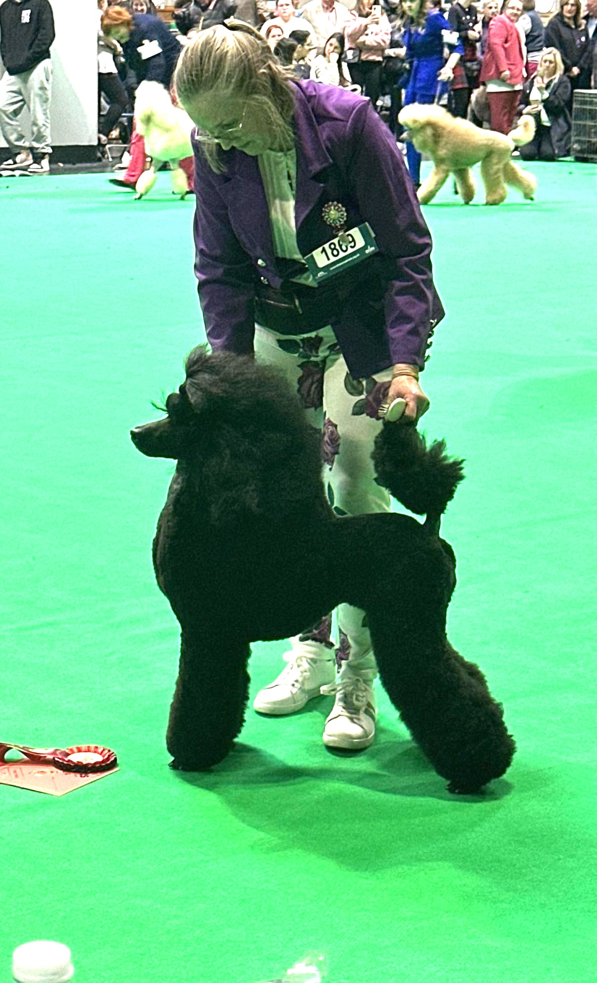 Standard Poodle mum of puppies for sale