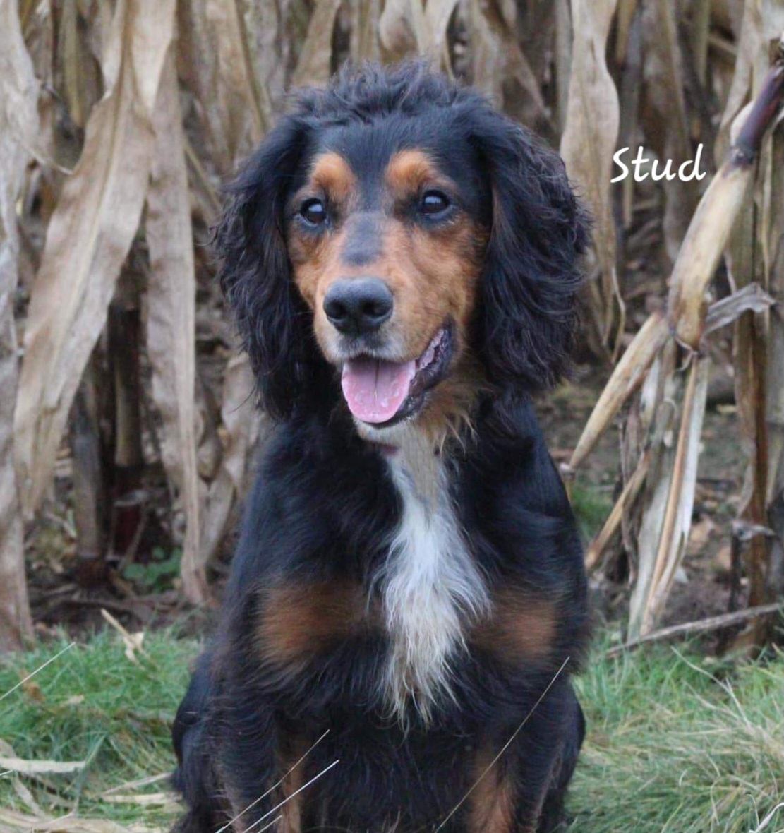 cocker spaniel dad of puppies