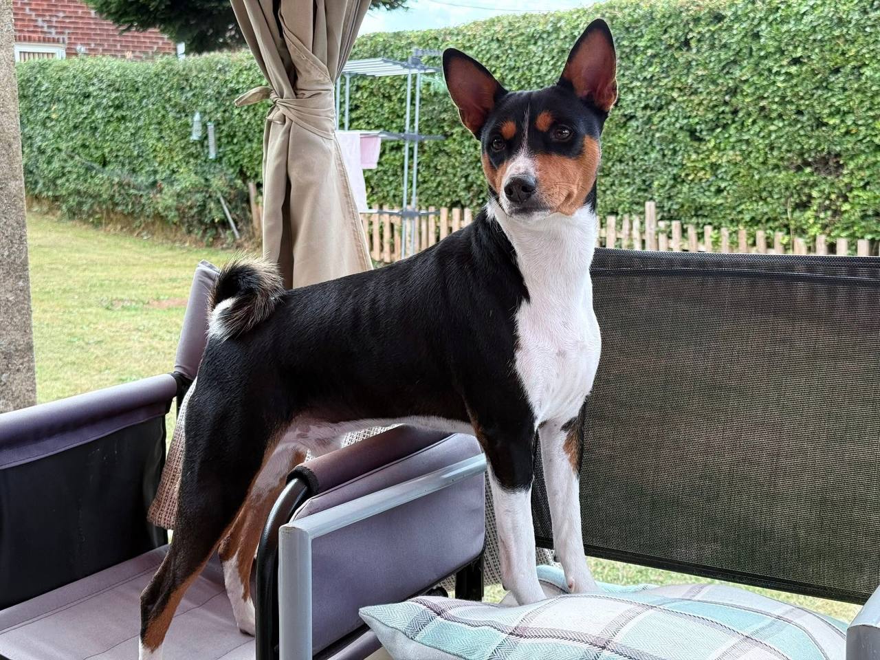 Basenji Dad of puppies for sale
