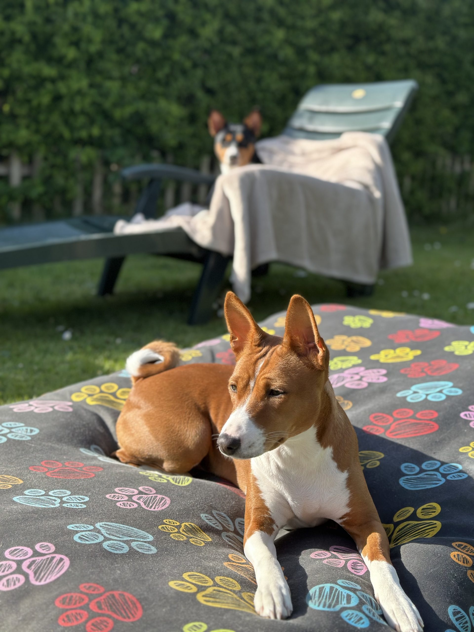 Basenji mum of puppies for sale