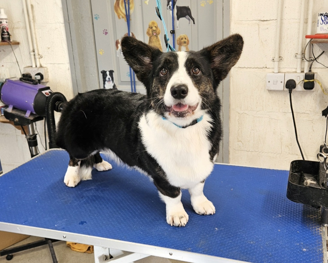 Cardigan Corgi mum of puppies for sale