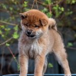 Japanese Shibu Inu puppies for sale