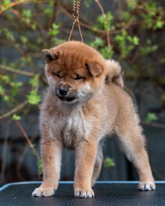 Japanese Shibu Inu puppies for sale