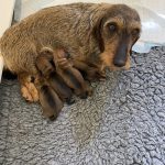 miniature wire haired dachshund mum of puppies