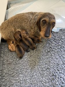 miniature wire haired dachshund mum of puppies