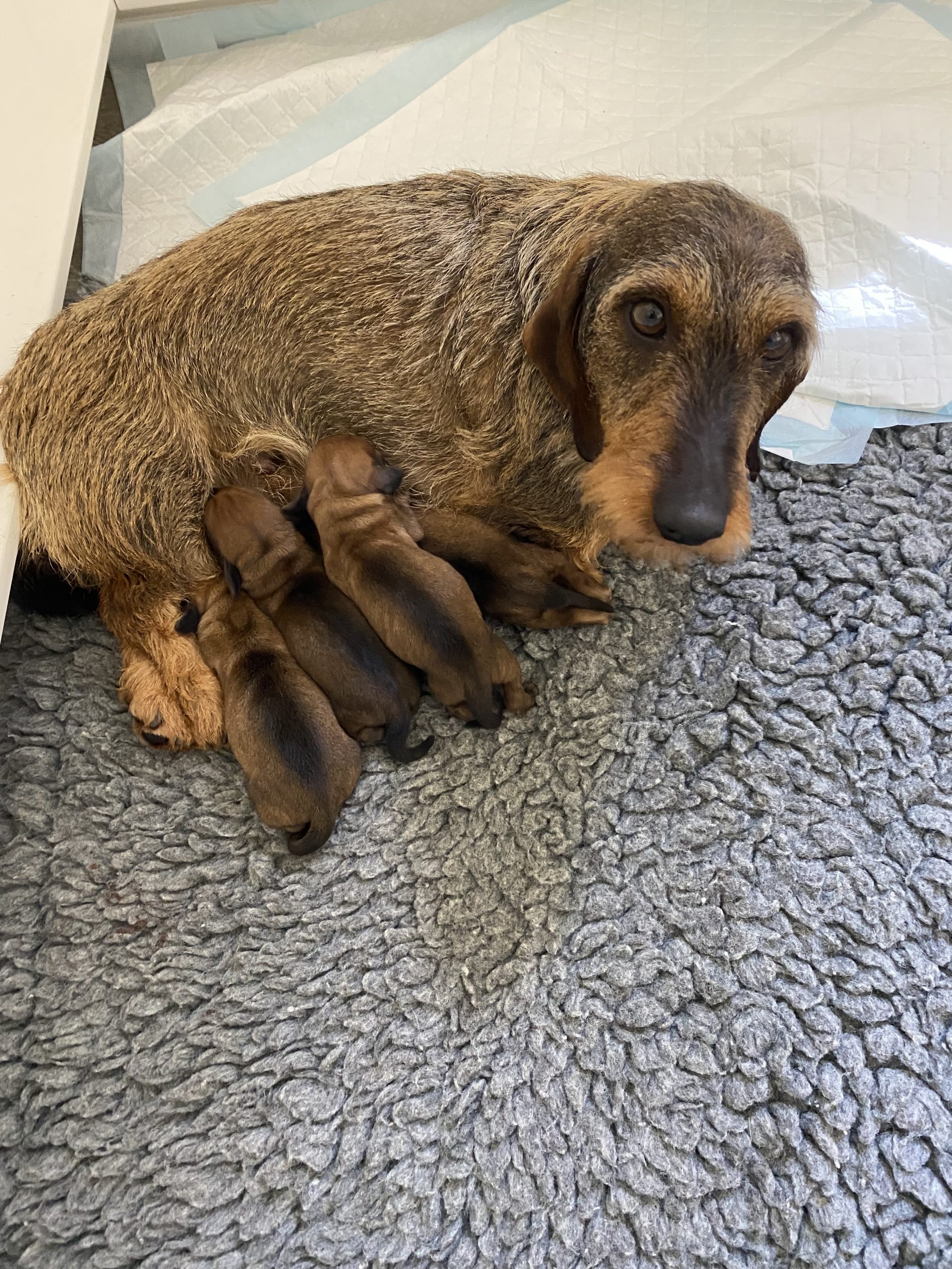 Mum of  puppies