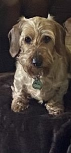 Miniature Wire Haired Dachshund mum of puppies