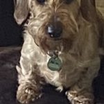 Miniature Wire Haired Dachshund mum of puppies