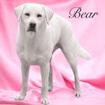 labrador retriever dad of puppies