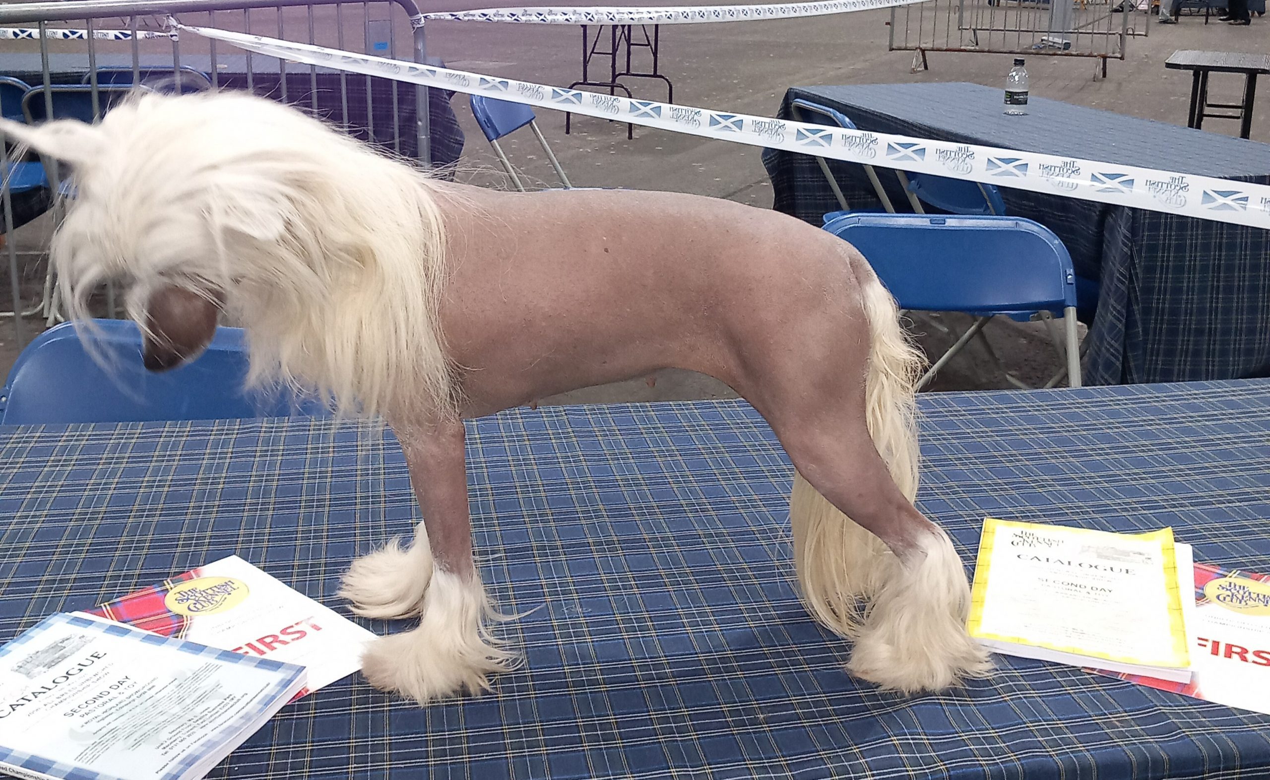 Litter due around 12th August 2025 - HS50g9hUvOPc 1000007379 Scaled 