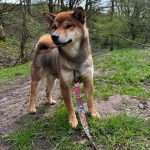 japanese shiba inu dad of puppies