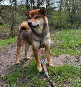 japanese shiba inu dad of puppies