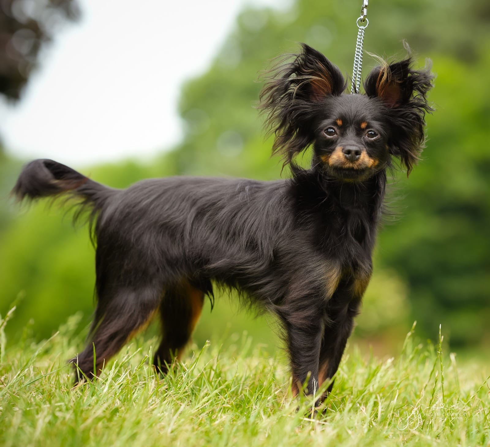 Russian Toy dad of puppies