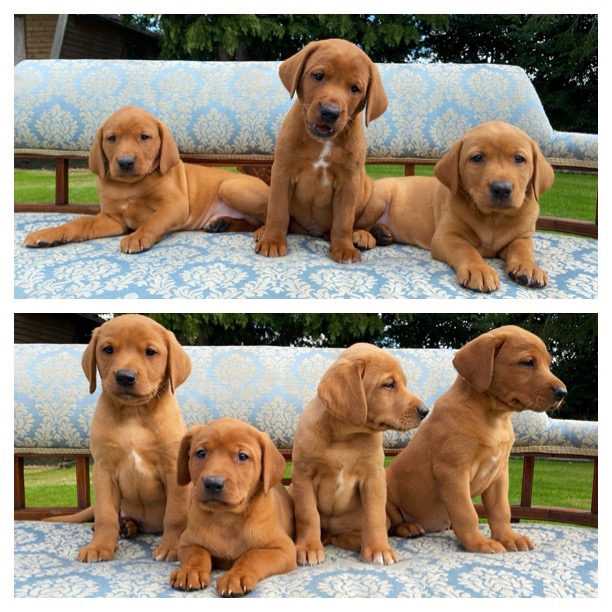 Sykehead Labrador Retrievers - Puppy Choices