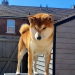 Japanese Shiba Inu dad of puppies