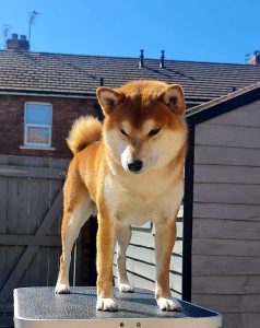 Japanese Shiba Inu dad of puppies
