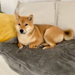 Japanese Shiba Inu mum of puppies