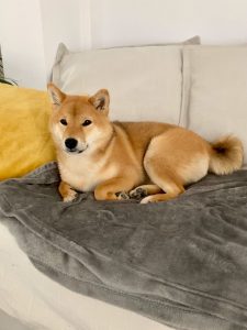 Japanese Shiba Inu mum of puppies