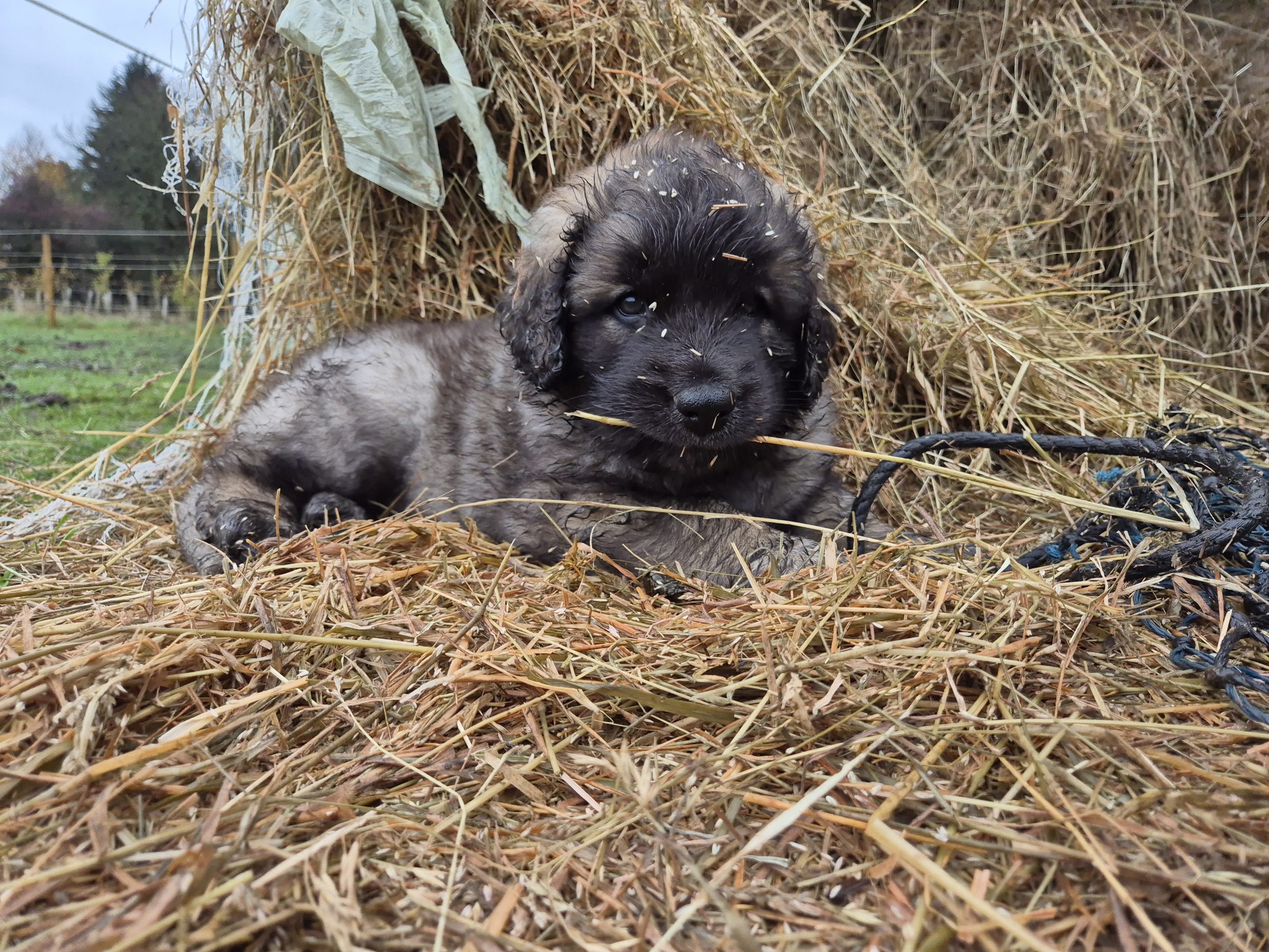 Leonberger puppies for sale