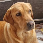 labrador retriever mum of puppies for sale