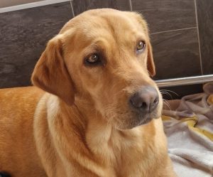 labrador retriever mum of puppies for sale