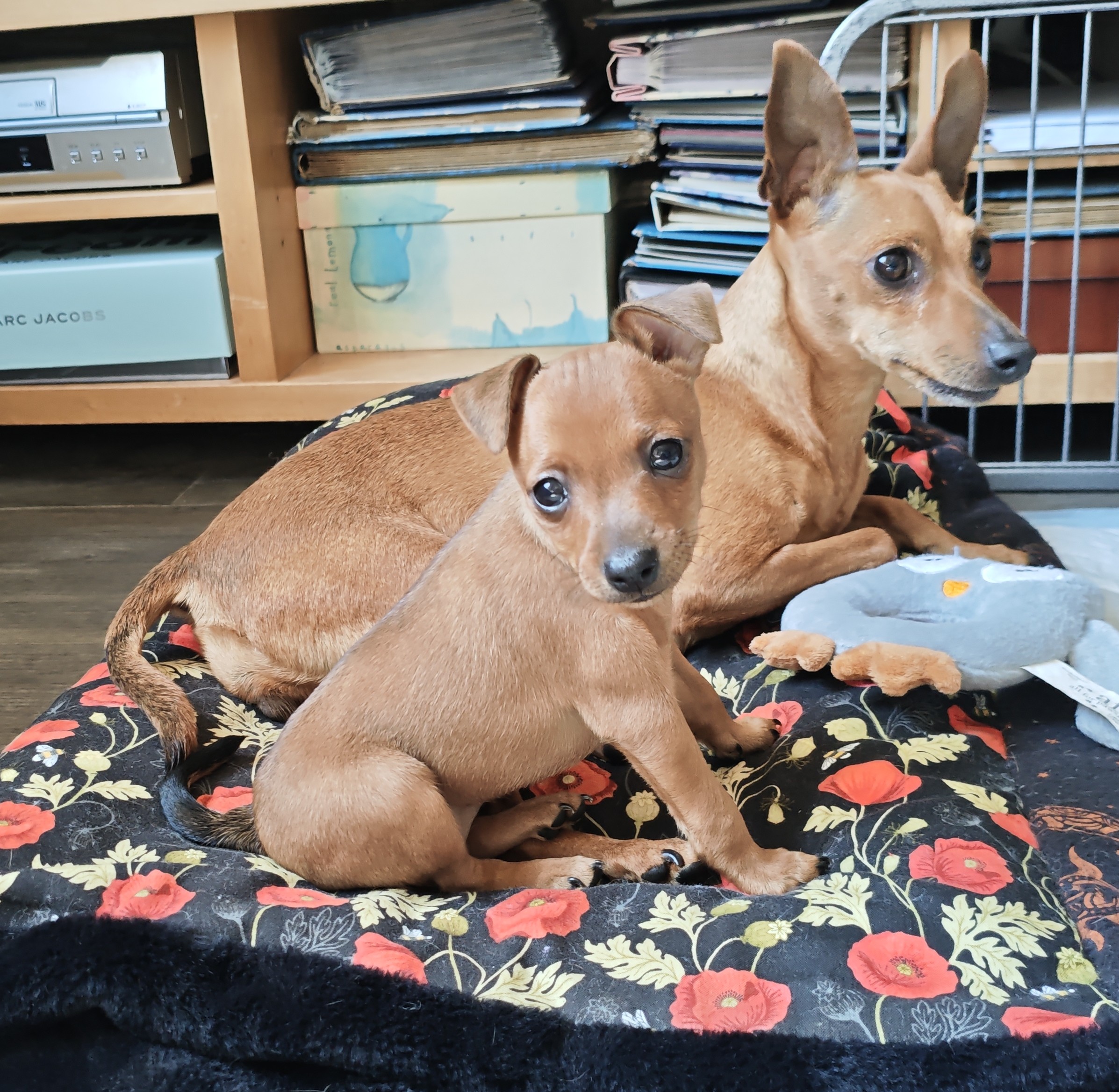 Miniature Pinscher mum of puppies for sale