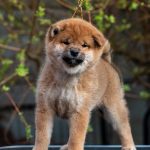 Japanese Shibu Inu puppies for sale
