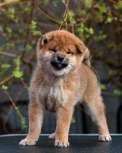 Japanese Shibu Inu puppies for sale