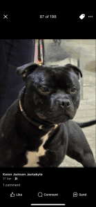 staffordshire bull terrier dad of puppies