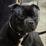 staffordshire bull terrier dad of puppies