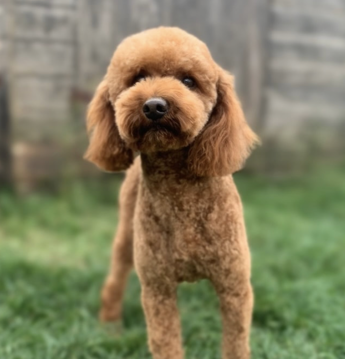 Dad of  puppies