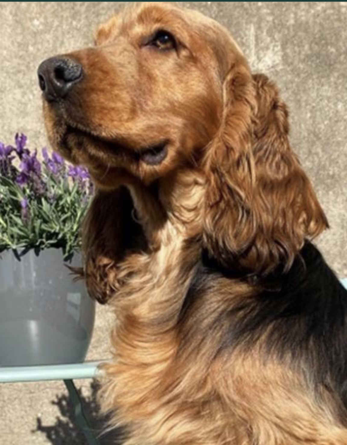 Stunning KC Registered Cocker Spaniel pups *Fully Health tested Parents